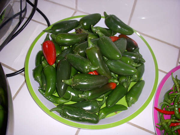 Jalipeno Peppers